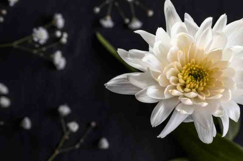macro-white-flower